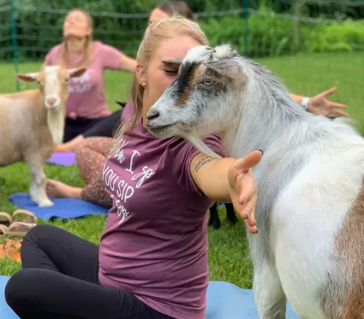 Goat Yoga